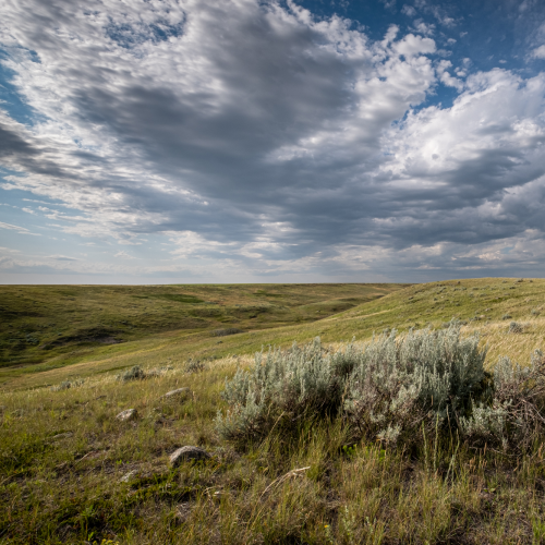 Grassland sky