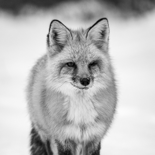 Red fox