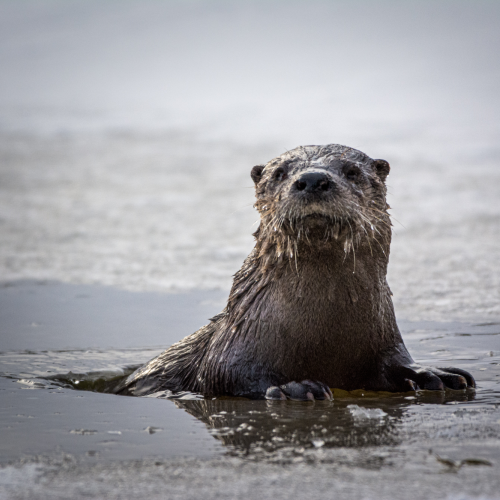 River otter