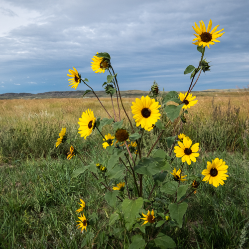 Prairie colour