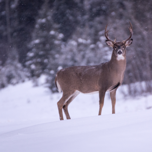 In the early morning snow