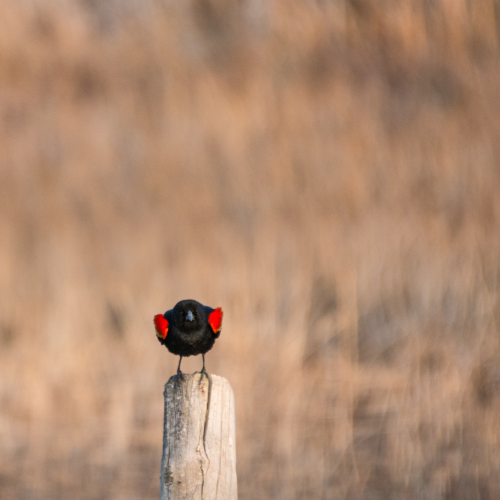 Red-winged blackbird