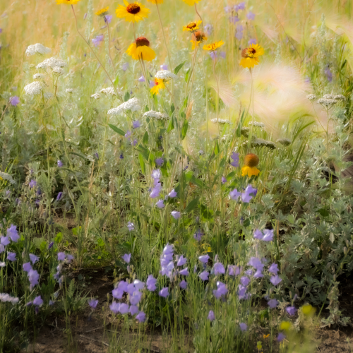 Impressionistic view of nature