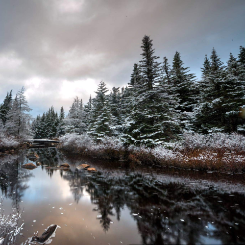 Quiet winter brook