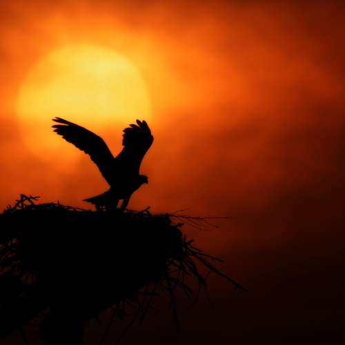 Sunrise at the nest 