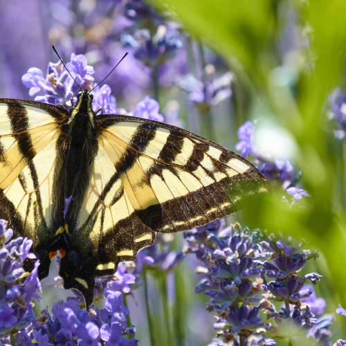 Yellow and purple