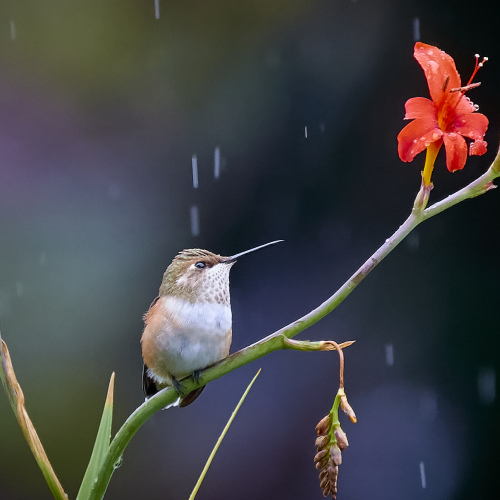 It is raining