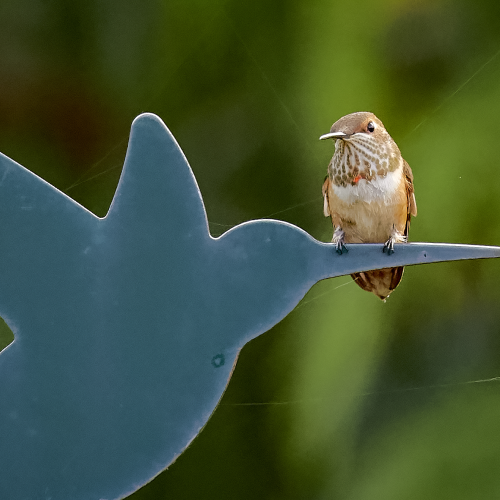 Sitting on the beak