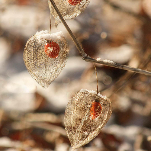 Seed pod skeletons