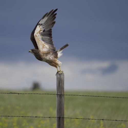 Hawk Takeoff