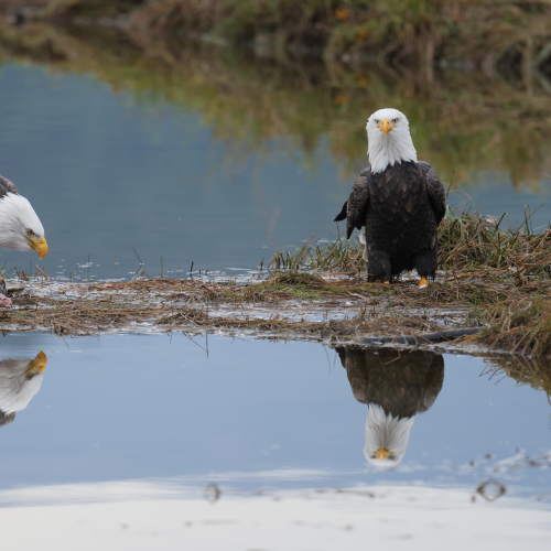 Eagle Buffet