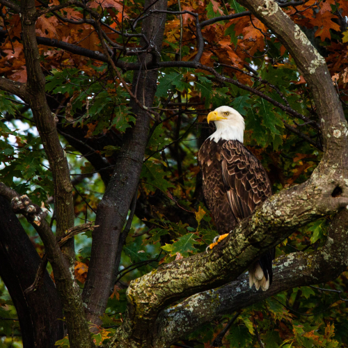 Majestic Bald Eagle