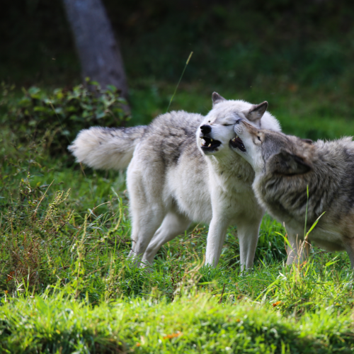 Playful Grey Wolves