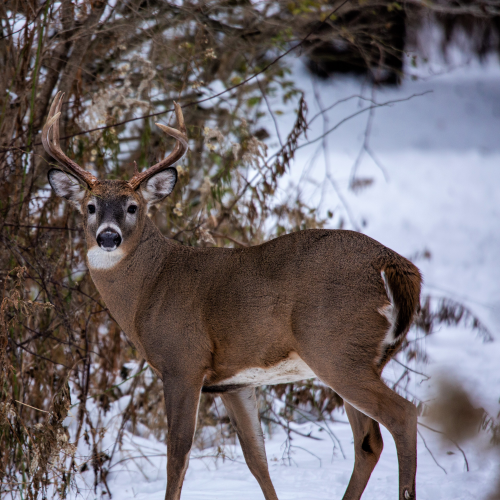 Majestic Buck
