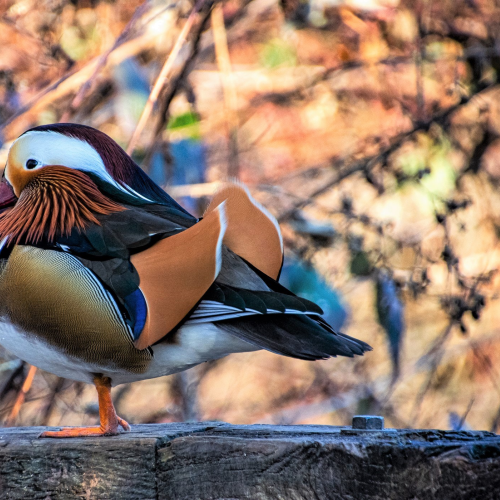 Mandarin Duck
