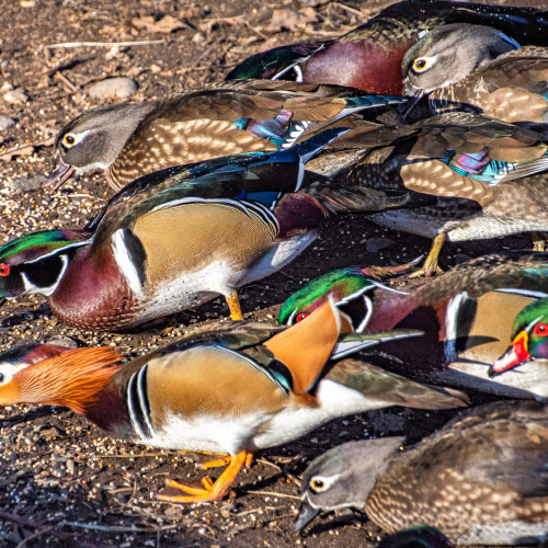 Mandarin Duck