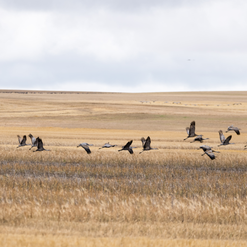 Flight of the Cranes