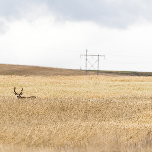 Buck in Wheat