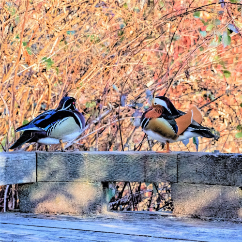Three little ducks.