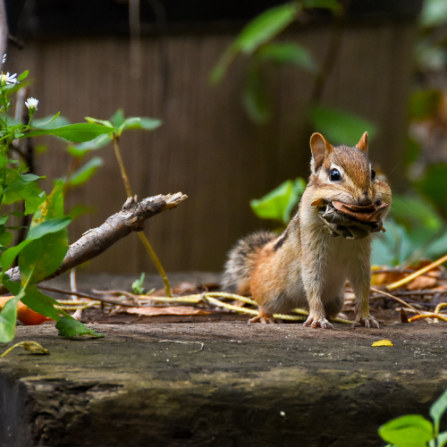 Eastern Chipmunk 2