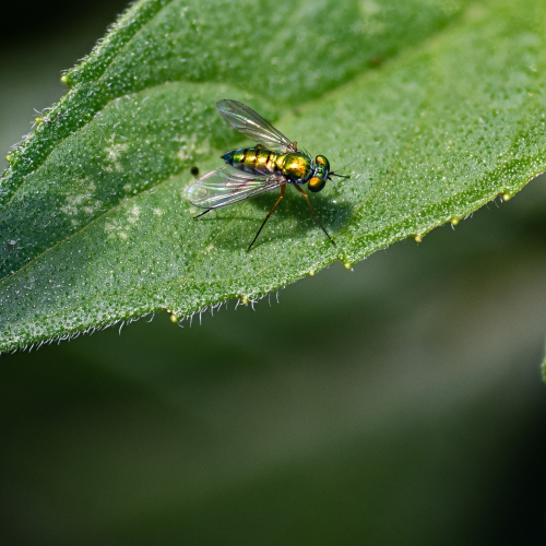 Metallic Green Fly