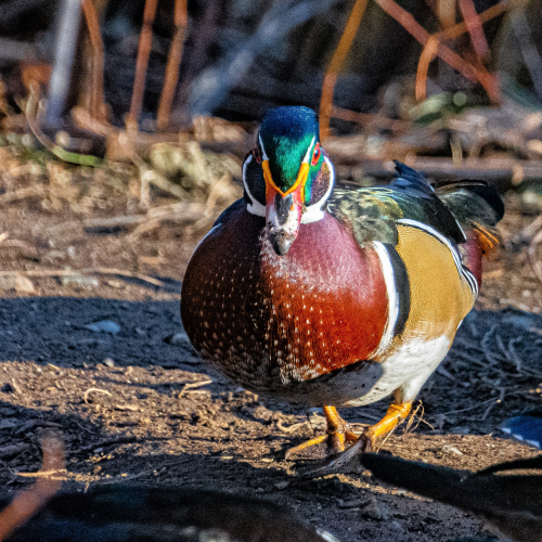 Wood Duck