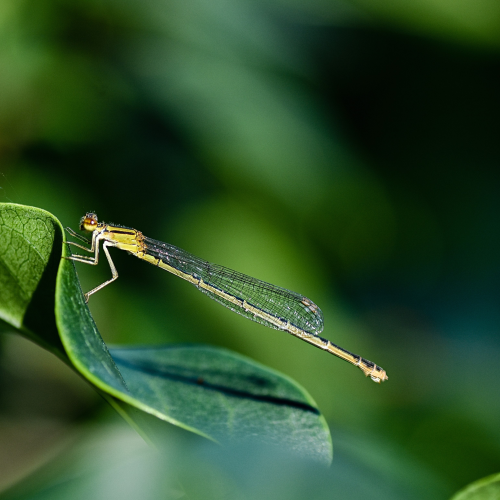 Damselfly
