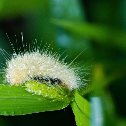 Virginian Tiger Moth