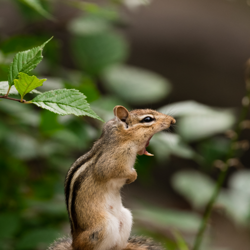 The Yawn