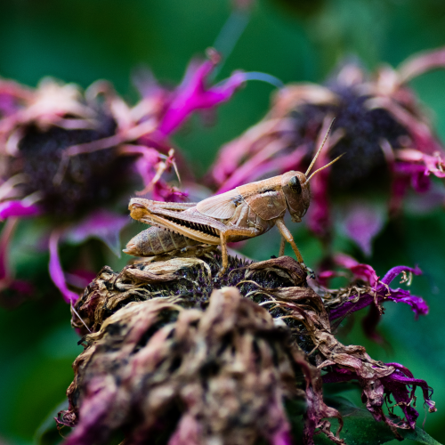 Grasshopper