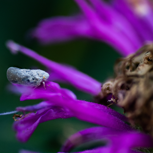 Leafhopper