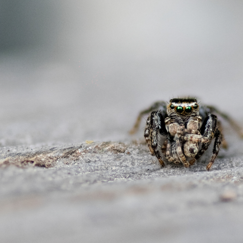 The Prey