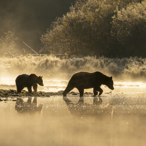 The Grizzlies of Khutze