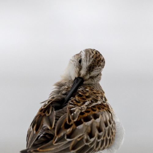 Feather Perfection