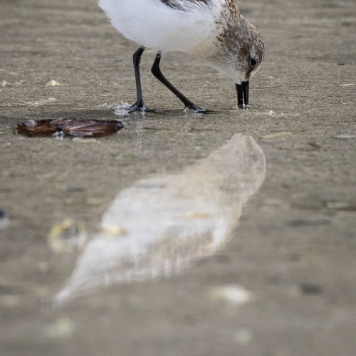 Reflection in the Sand