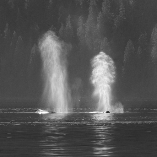 Blows in the Fog