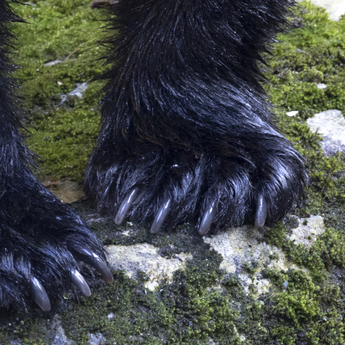 Bear Claws