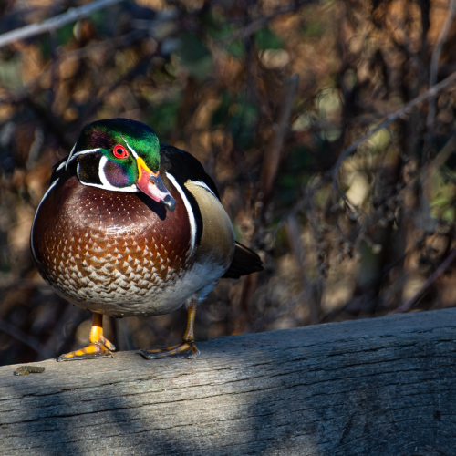 A male Wood Duck.