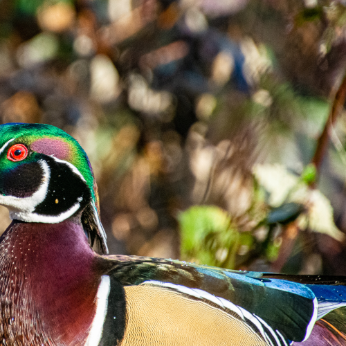 Colorful wood duck.