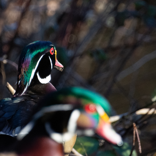 Close up of a wood duck.