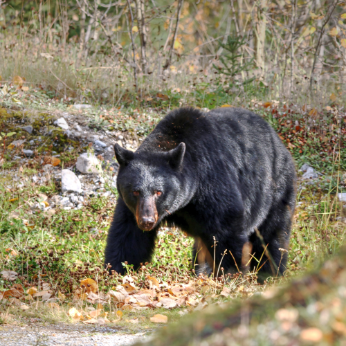 Black Bear