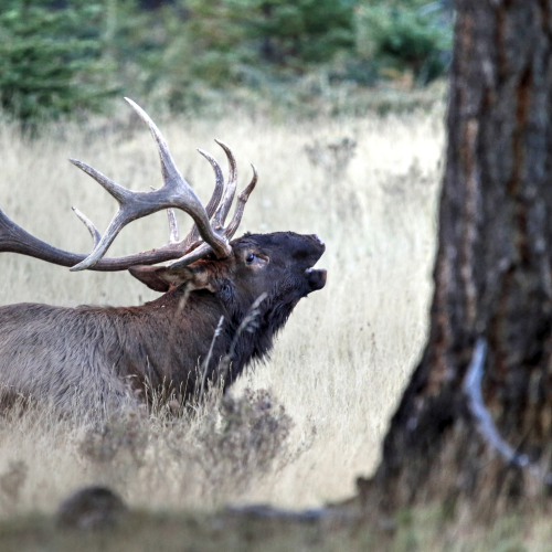 The rut