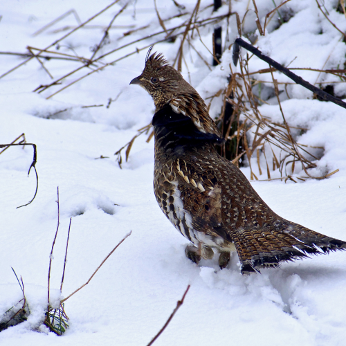 Ruffed Grouse