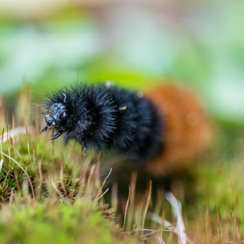 Banded Woolybear