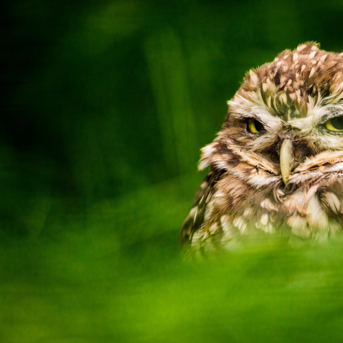 Grumpy Owl