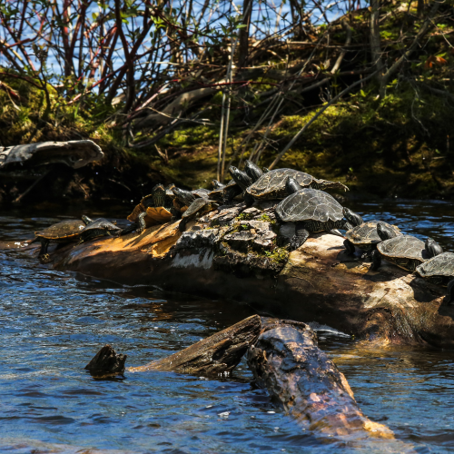 Turtle Traffic Jam