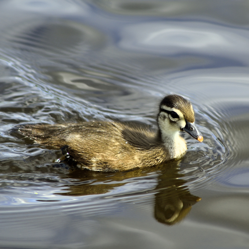 Cutie Patito