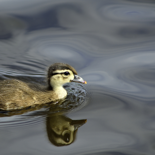 Cutie Patito