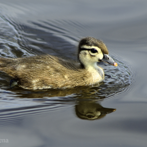 Cutie Patito