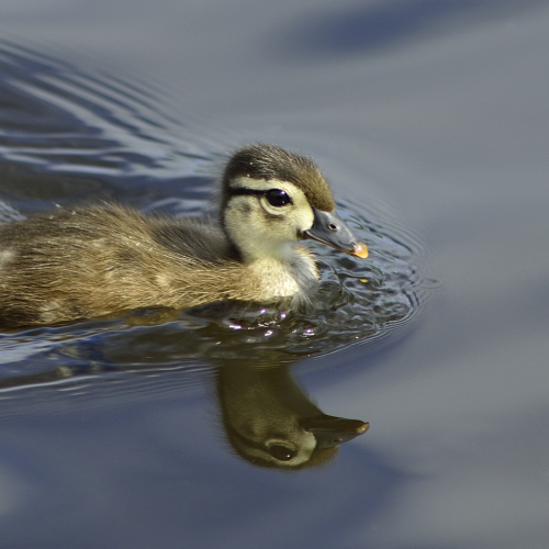 Cutie Patito
